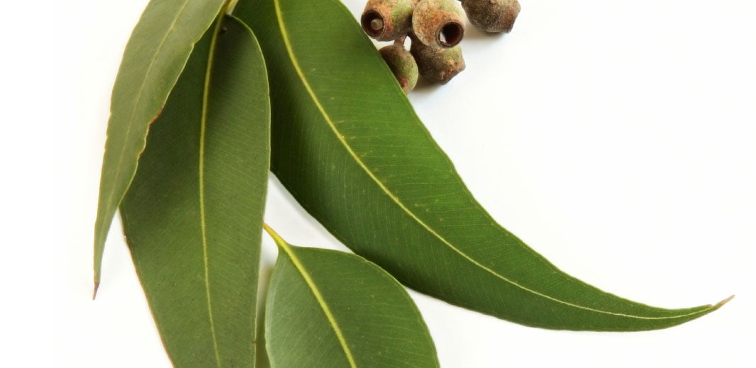 Ingredient_Eucalyptus_alt