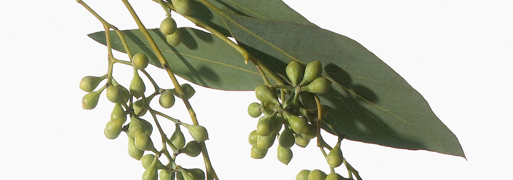 Ingredient_Eucalyptus_hero