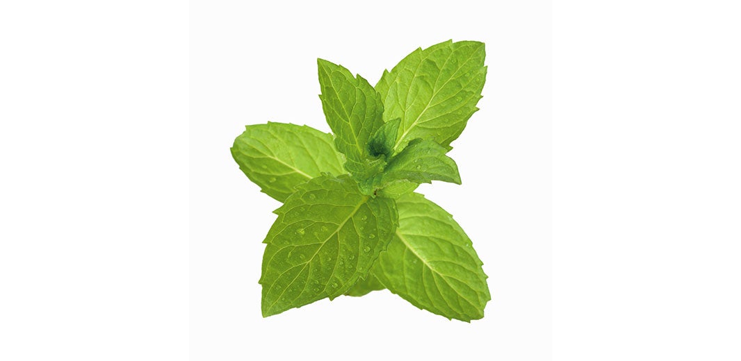 Ingredient_Peppermint_alt