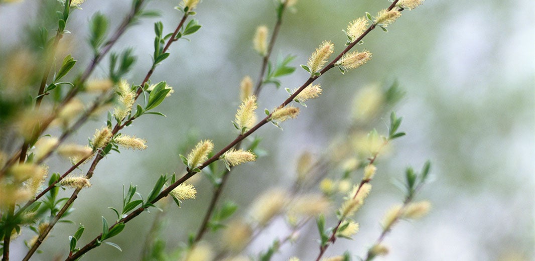 Ingredient_Willow_Bark_alt