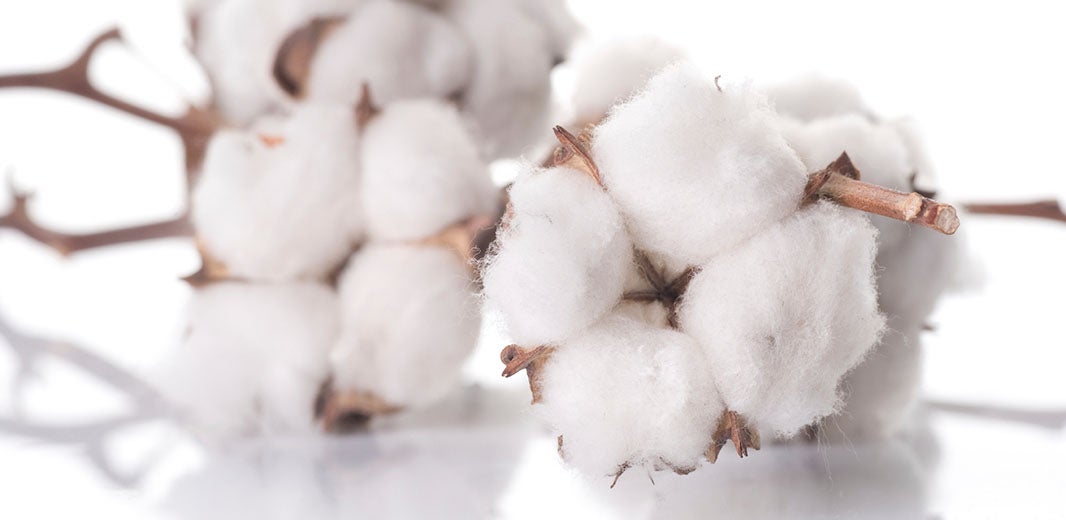 cotton-body