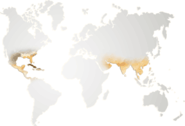cotton-map