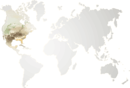 imgWillowBarkMap
