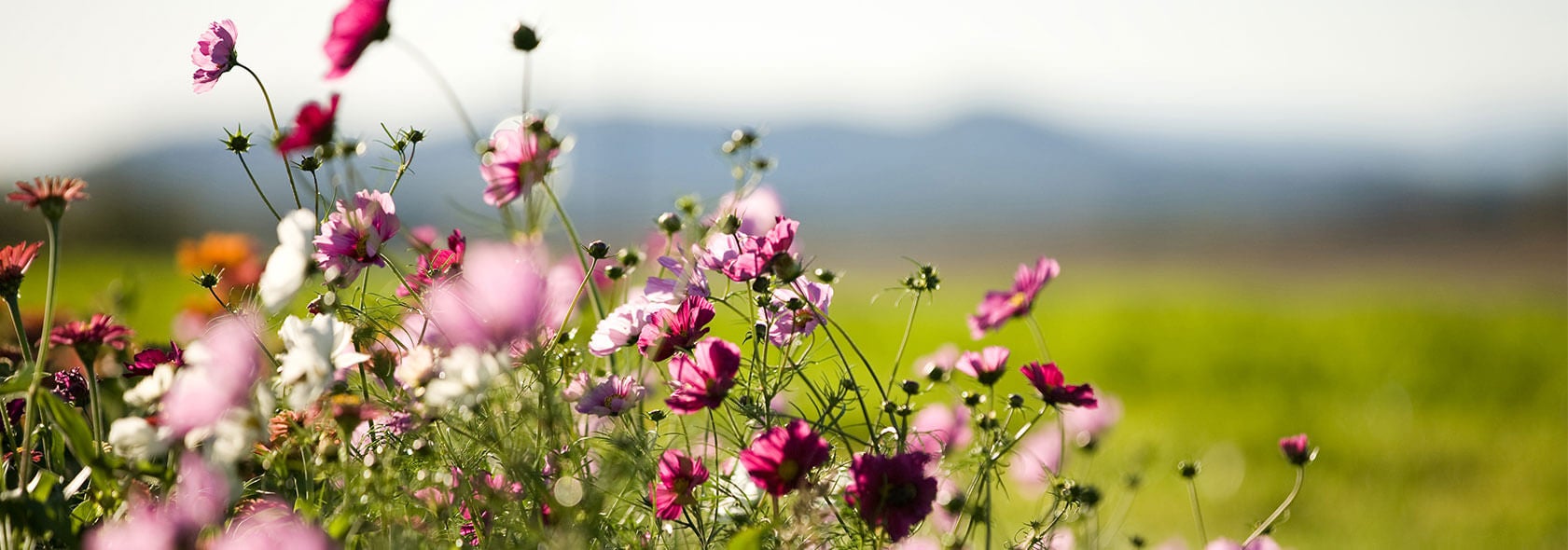 naturelaboratory-banner