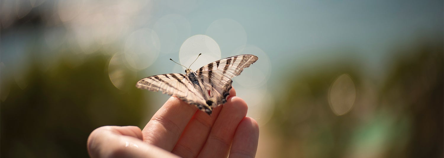 1070454248_GTY_RF_Butterfly_16-04-19-1529_1500x533