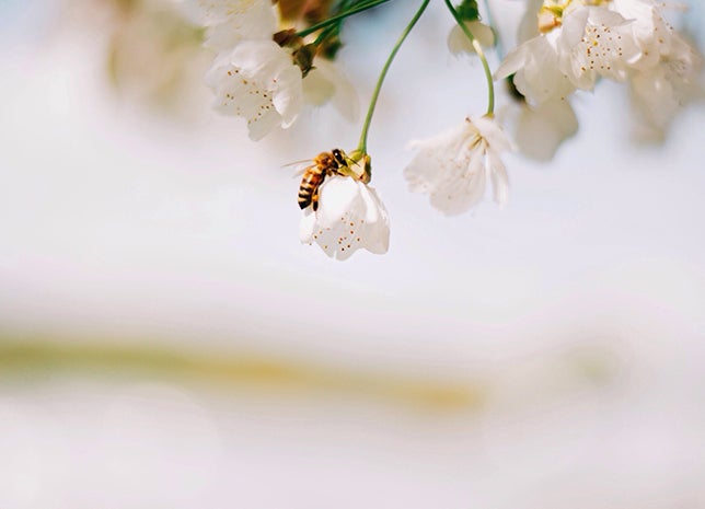 Las abejas son una fuerza indispensable para la naturaleza ¿Cómo podemos  cuidarlas? | Mexico