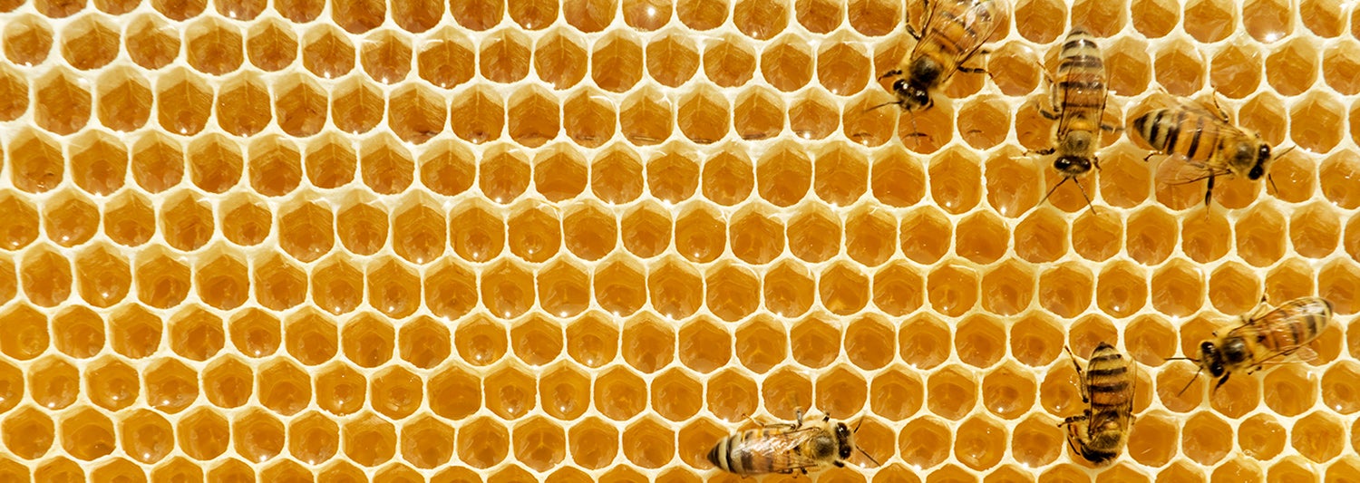 Header_NotaAbejas ESTA OPCIÓN VA