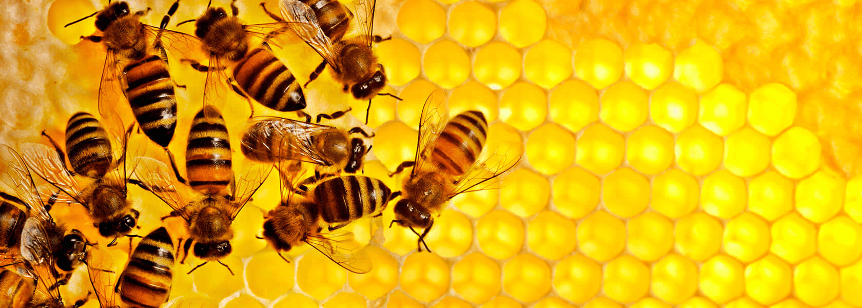 Sustainability_1680x600